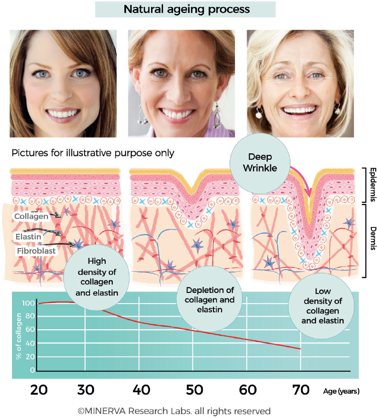 Natural Aging Process and Collagen